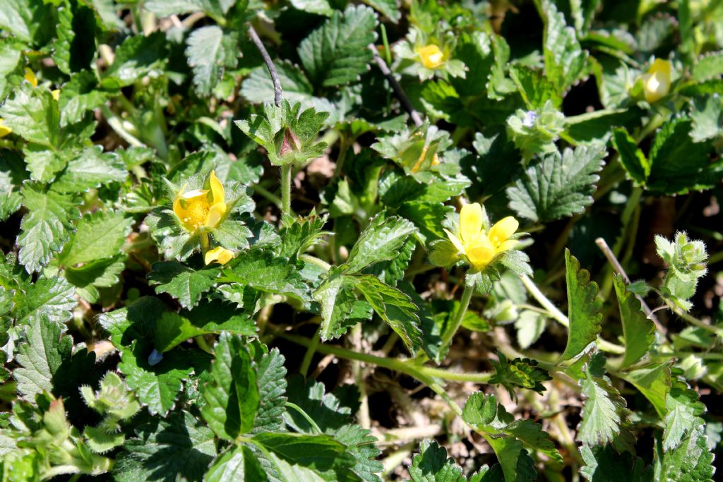 Settimo Rottaro (TO) - Duchesnea indica